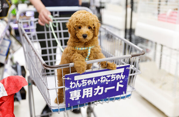 ペット同伴でお買い物できる店舗